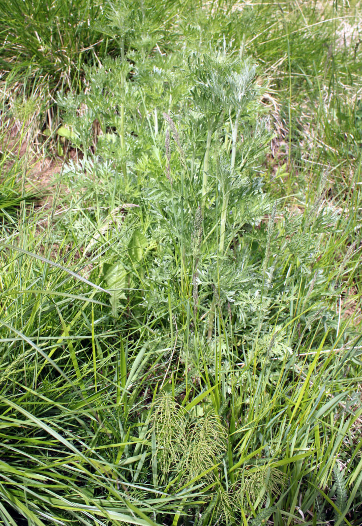 Vef 0867